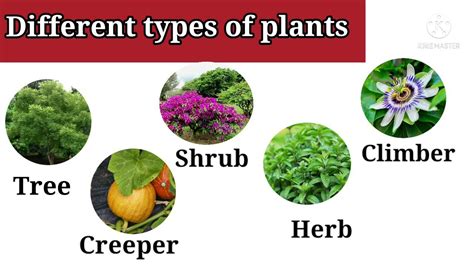 Differenttypesof Plants Types Of Plants Different Plants Cl