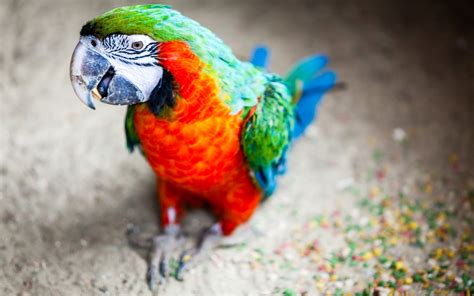 Wallpaper Colorful Birds Animals Depth Of Field Parrot Blue