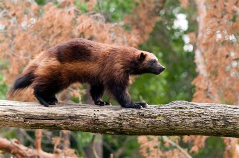 Wolverine Spotted In California Is Only The Second In A Century