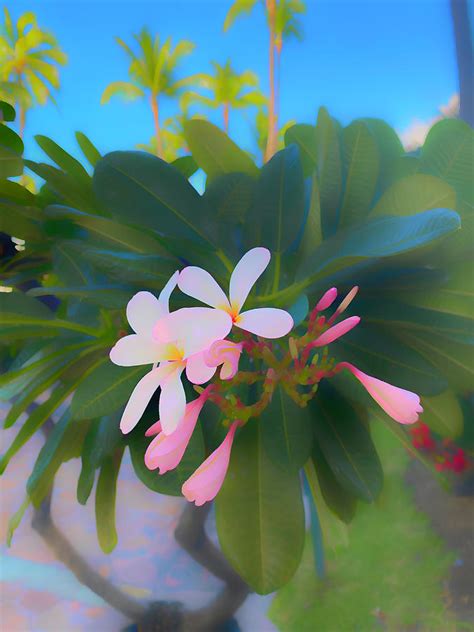 Soft Focus Plumeria In Paradise Digital Art By Deborah League Fine