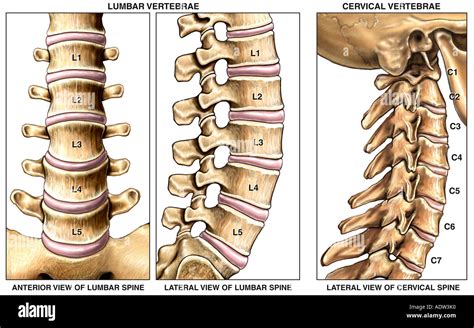 Cervical Lumbar Spine Anatomy