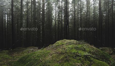 Green Misty Pine Tree Forest Dark Background Stock Photo By Andreiuc88
