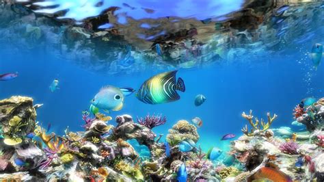 Sim Aquarium 3 Wallpaperuse