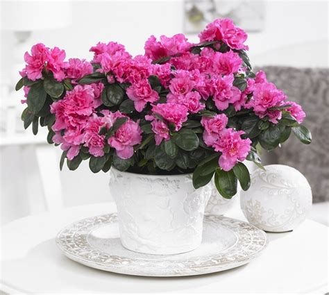 Pack Of Three Beautiful Azaleas In Classic White Pots Bursting In To