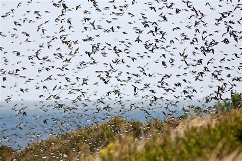 Heres Why So Many More Birds Migrate Through The Eastern United States