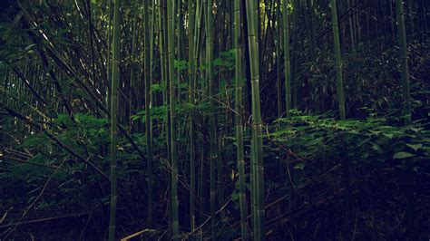 download leafy bamboo forest wallpaper