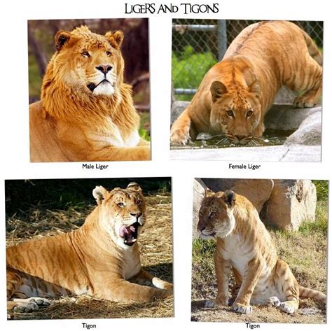 When You Mix Tigers And Lions You Get Ligers And Tigons R