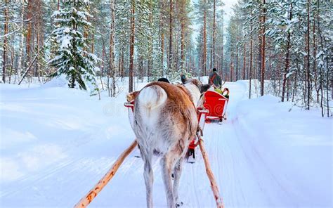 Reindeer Sled Caravan In Het Winterbos Van Rovaniemi Stock Foto Image