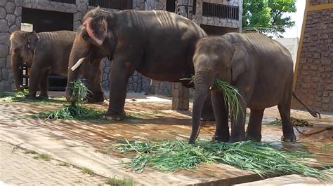 Gajah Lagi Makan Di Kebun Binatang Youtube