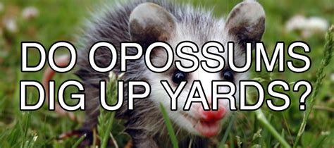 Opossums Dont Dig Up Yards For Fox Sake Wildlife Rescue