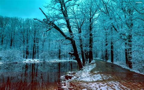 Beautiful Blue Winter Forest In The Evening Data Winter Forest