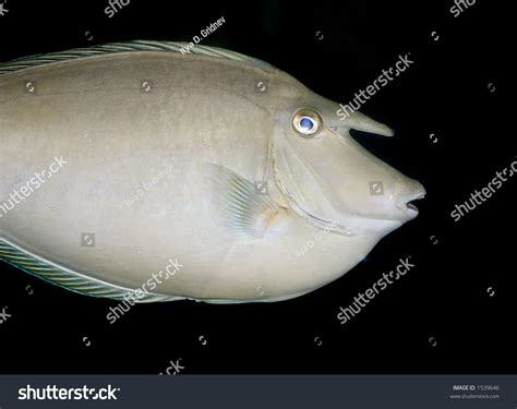 Weird Tropical Fish Horn Stock Photo 1539646 Shutterstock