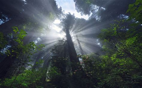 Wallpaper Sinar Matahari Pohon Pemandangan Alam Hijau Kabut