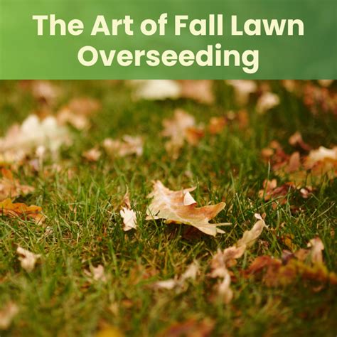 Fall Lawn Overseeding Landzie