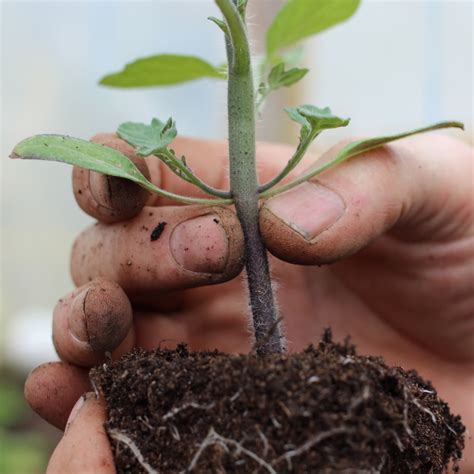 How To Plant Tomato Seedlings Step By Step Advice From A