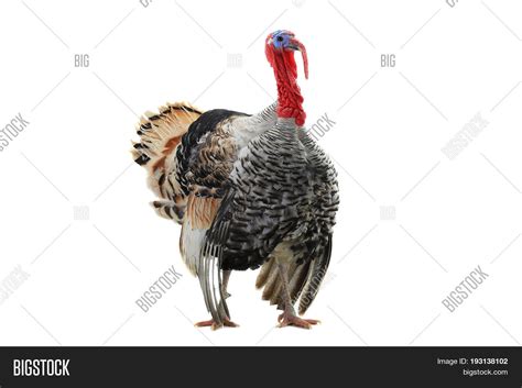 turkey cock isolated image and photo free trial bigstock