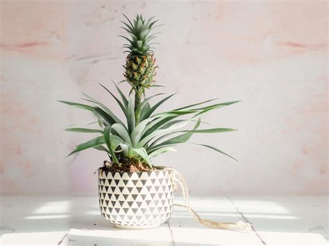 How To Grow And Take Care Of A Pineapple Houseplant