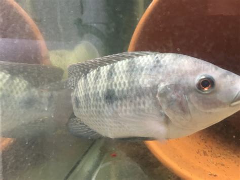 Blue Tilapia Breeding Colony Triple B Tilapia