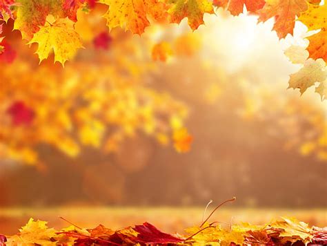 Royalty Free Autumn Leaves Pictures Images And Stock Photos Istock