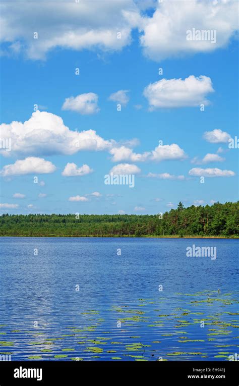 Pine Forest On Boggy Lake Coast Stock Photo Alamy