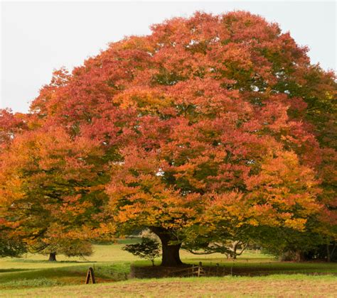 The Best Elm Trees For Your Australian Garden