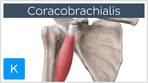 Coracobrachialis Muscle Overview Human Anatomy Kenhub Youtube
