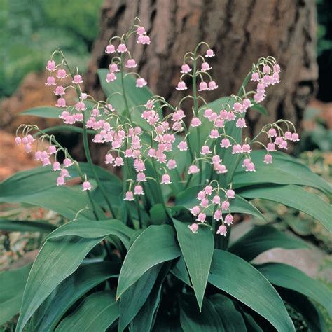 Lily Of The Valley Pink Woodland Flower Bulbs Van Meuwen Valley