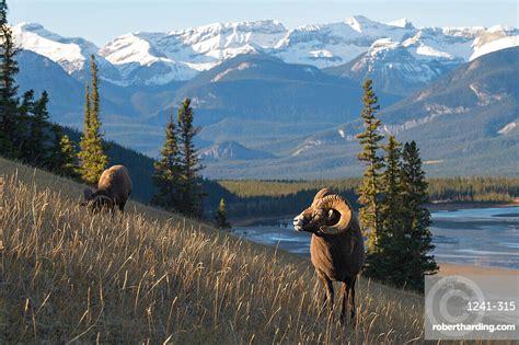 Rocky Mountain Bighorn Sheep Ram Stock Photo