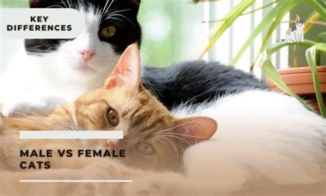 Male Vs Female Cats 4 Key Differences Explained Southwest Journal