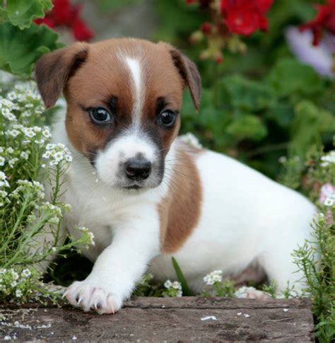 Jack Russell Terrier Welpen Terrier