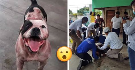 No sacrificarán al pitbull que defendió su hogar de un ladrón