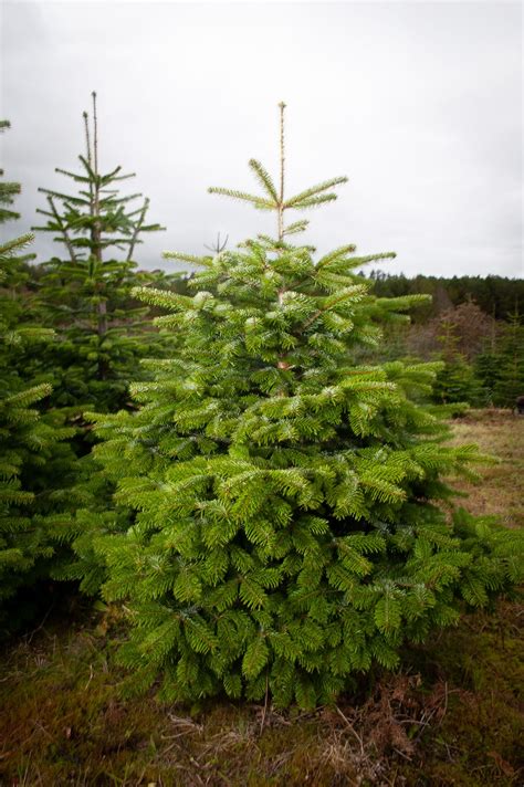 5ft Nordman Fir Christmas Tree Northumberland Christmas Trees