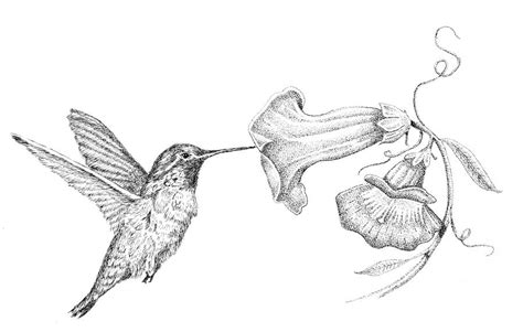 Hummingbird Drawing By Kyle Peron