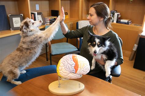 Dogs Brain Anatomy