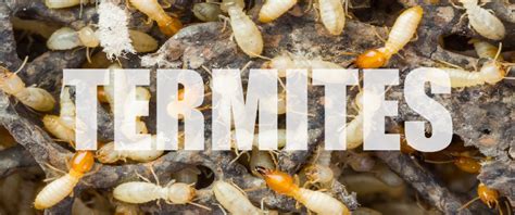 Free termite inspections this week!!! Home - Serving The Central Valley and Beyond - Delk Pest ...