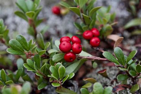10 Different Types Of Edible Wild Berries You Can Safely Eat Az Animals