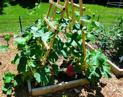 Growing Cucumbers