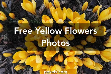 Free Stock Photos Of Yellow Flowers · Pexels