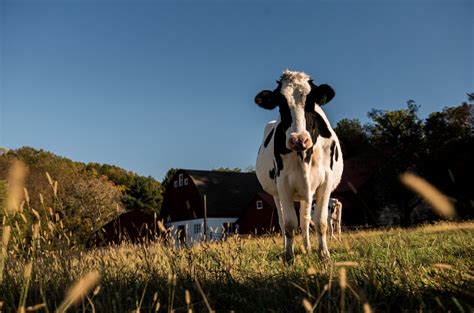 Dairys Rollercoaster Ride In 2019 Center For Dairy Excellence