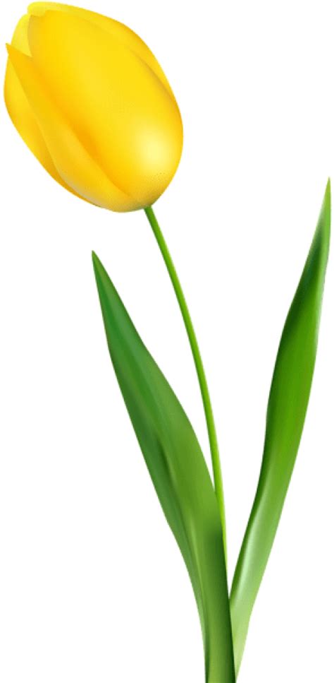 Download Free Png Yellow Tulip Transparent Png Images Transparent