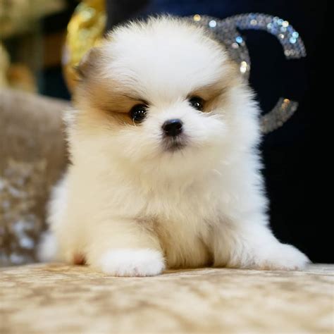 Luxury micro and mini teacup puppies for sale. Cheap Pomeranian puppies for sale | Pomeranian puppies for ...