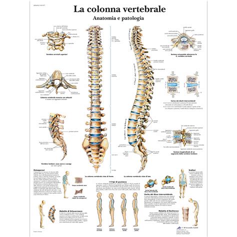 La Colonna Vertebrale Anatomia E Patologia 1001977 VR4152L