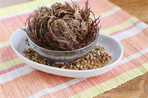 Still, they often choose to tolerate the discomfort and potential pain in order to enjoy. How to Take Care of a Rose of Jericho | Jericho rose ...