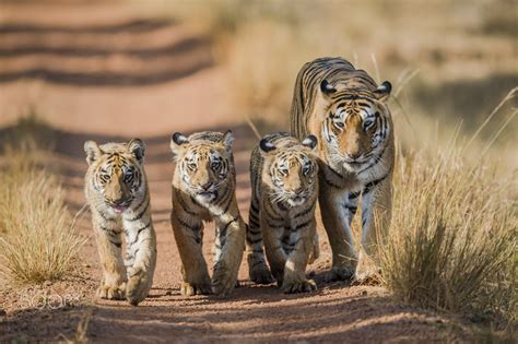 Mama And Cubs On Our First Day In Tadoba Tiger Reserve India I