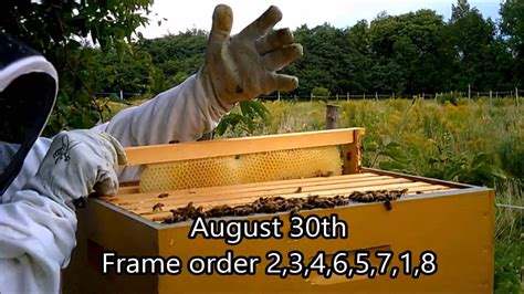 Watch The Development Of Comb And Honey Fill A Foundationless Super