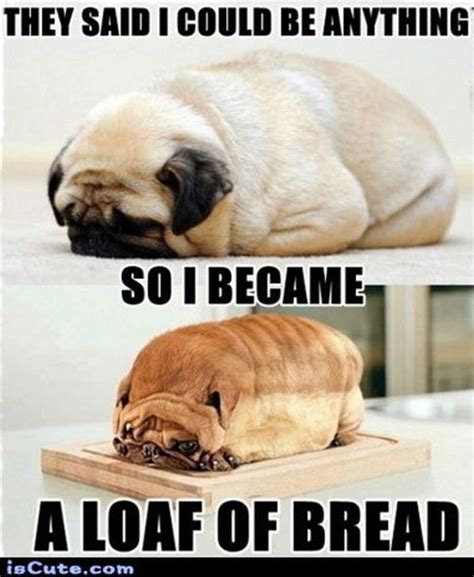 101 Cute Pug Memes They Said I Could Be Anything So I Became A Loaf