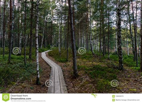 Boardwalk In Swamp Hiking Trail Stock Photo Image Of Forest Morning