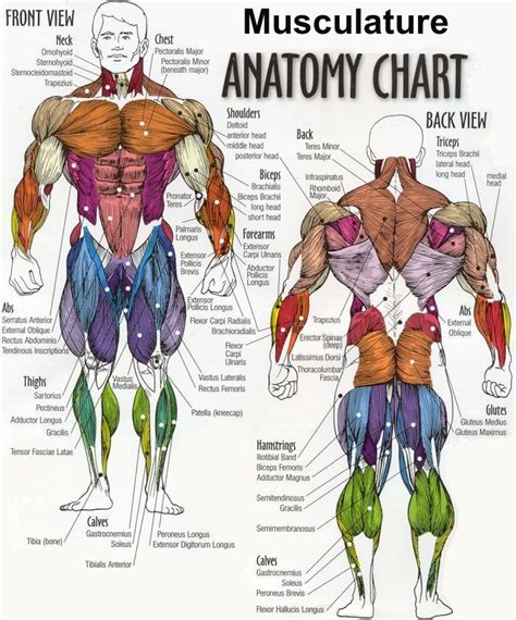 اسم عضلات الجسم
