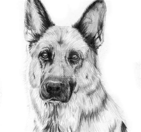 How To Draw German Shepherds At How To Draw