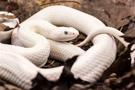 The Best White Snakes To Keep As Pets Reptile Roommate